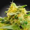 CBDivine feminised Ganja Seeds качественные семена конопли