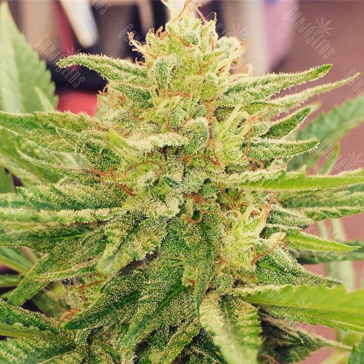 CBDivine feminised Ganja Seeds купить