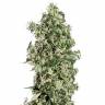 семена конопли Auto Sweet Tooth feminised