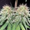 семена конопли дешево Exodus Cheese feminised Green House Seeds