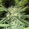 мощные семена конопли Exodus Cheese feminised Green House Seeds