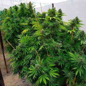 Frisian Dew feminised Dutch Passion Seeds