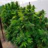 купить семена конопли онлайн Frisian Dew feminised