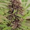 заказать семена конопли курьером Frisian Dew feminised