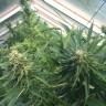 Frisian Dew feminised Dutch Passion Seeds