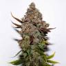Skunk feminised Breeders Community Seeds