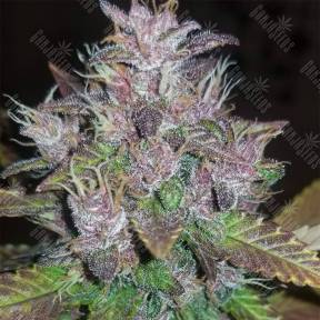 Auto C4 feminised Fast Buds