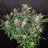 заказ семян конопли Спб Auto C4 feminised Fast Buds