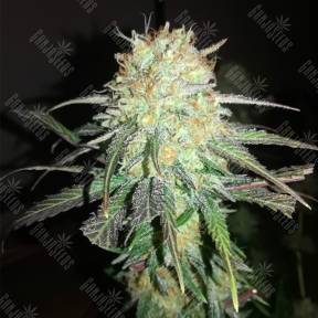 Mango Sapphire feminised Humboldt Seeds