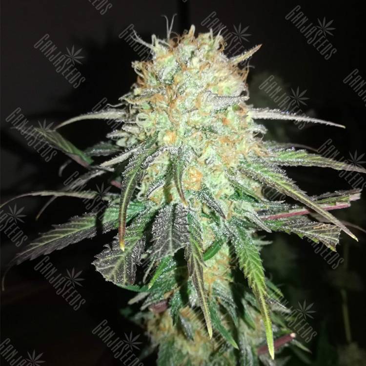 семена конопли для посадки купить Mango Sapphire feminised Humboldt Seeds