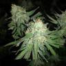 семена конопли курьером Mango Sapphire feminised Humboldt Seeds