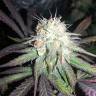семена конопли для выращивания Mango Sapphire feminised Humboldt Seeds