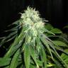 семена конопли элитных сортов Mango Sapphire feminised Humboldt Seeds