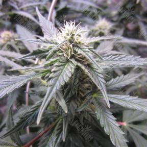 Auto Northern Lights feminised Nirvana Seeds