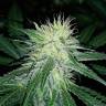 семена конопли для курения Northern Lights feminised Pyramid Seeds