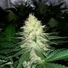 семена конопли для выращивания Northern Lights feminised Pyramid Seeds