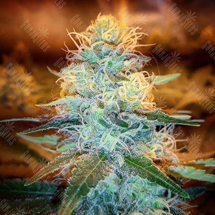семена конопли курьером Northern Lights feminised Pyramid Seeds