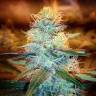 семена конопли курьером Northern Lights feminised Pyramid Seeds