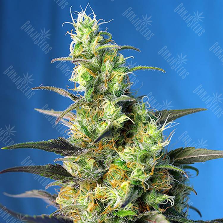 семена конопли Россия Ice Cool CBD feminised Sweet Seeds