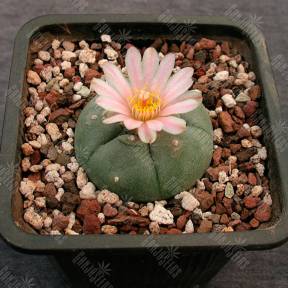Lophophora williamsii SB 854