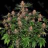 дешевые семена конопли в России Purple Punch feminised Ganja Seeds