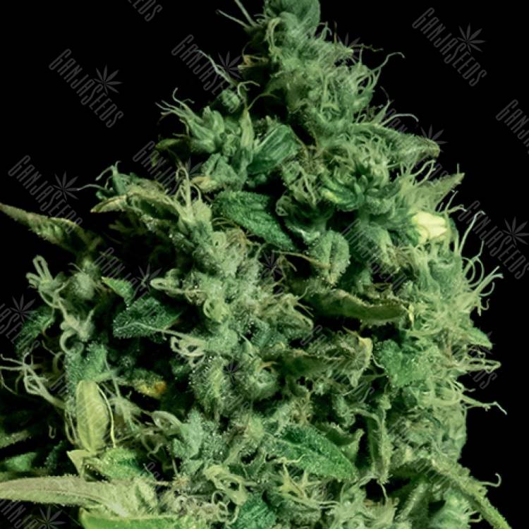 заказать семена конопли Cheese CBD feminised Ganja Seeds