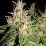 урожайные семена конопли Auto AK 49 regular