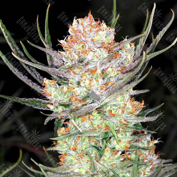 Colossus feminised GanjaVIP Seeds