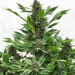 Frisian Duck feminised Dutch Passion Seeds