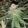 Super Skunk feminised Breeders Community Seeds
