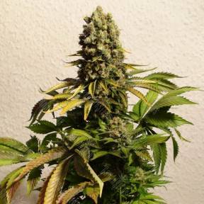 Ganesh Spirit regular Ganja Seeds