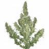 семена конопли дешево Auto Buddha Magnum feminised Buddha Seeds