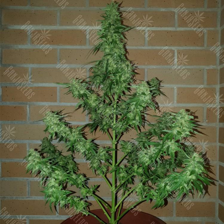 семена конопли скороспелый купить Auto Buddha Magnum feminised Buddha Seeds