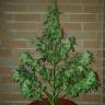 семена конопли скороспелый купить Auto Buddha Magnum feminised Buddha Seeds