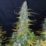 заказать на сайте семена конопли Auto Californian Snow feminised Fast Buds