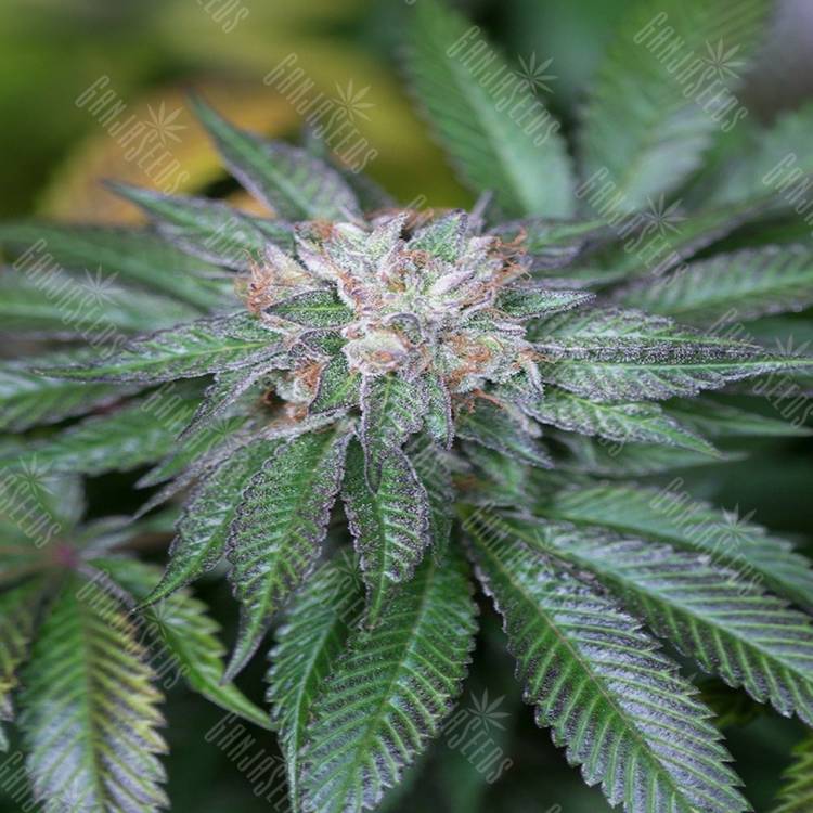 семена конопли гидропоники Master Kush feminised Humboldt Seeds
