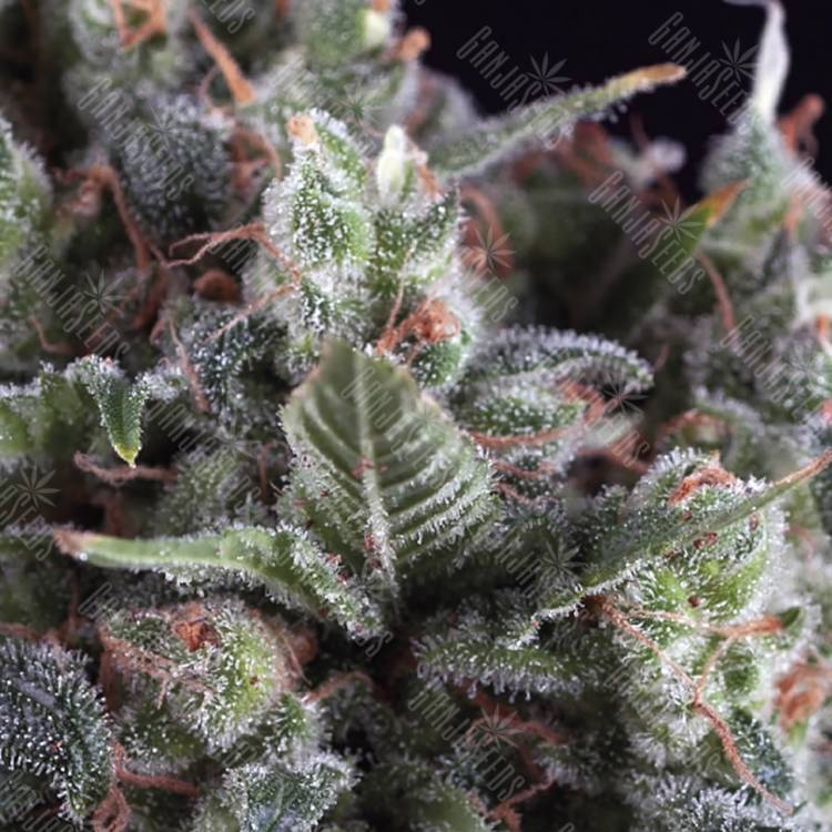 семена конопли элитных сортов Olympia feminised Pyramid Seeds