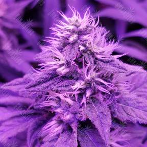 Royal Moby feminised Royal Queen