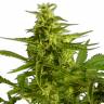 Семена конопли для новичков Auto Critical Hog feminised Ganja Seeds