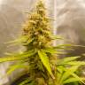Семена марихуаны недорого Auto Critical Hog feminised Ganja Seeds
