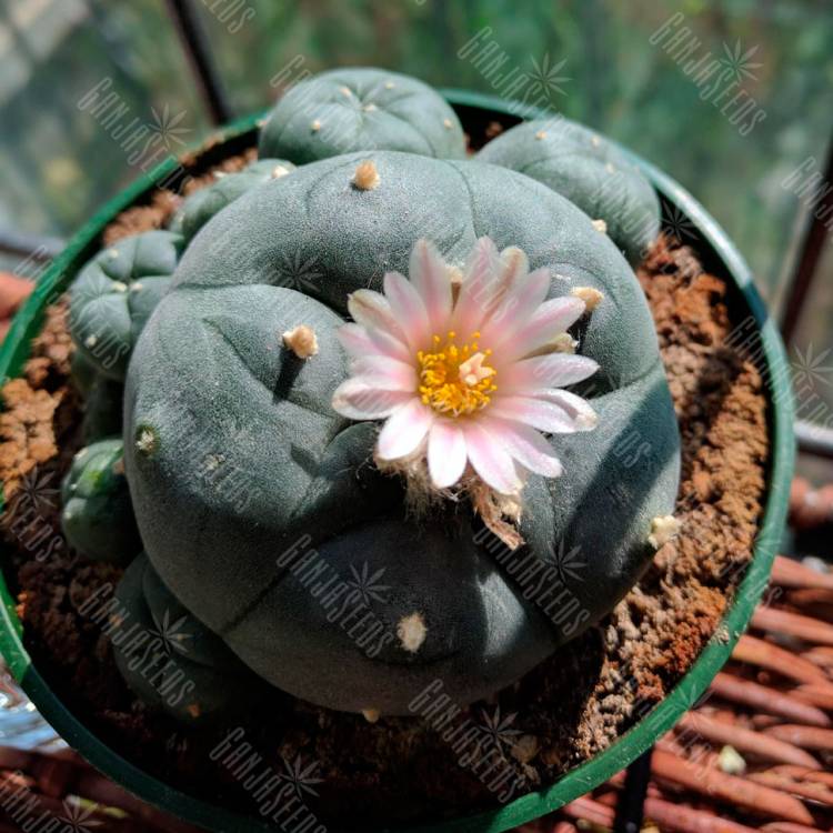 Семена кактуса Lophophora williamsii