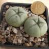 Заказать семена кактуса Lophophora williamsii