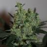 семена конопли феминизированные Ladyburn 1974 feminised Green House Seeds