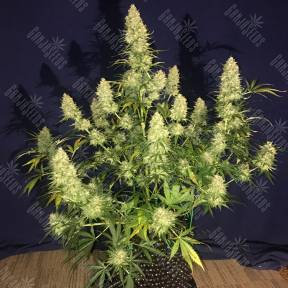 Glueberry O.G. feminised Dutch Passion Seeds