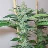 White Express feminised Breeders Community Seeds