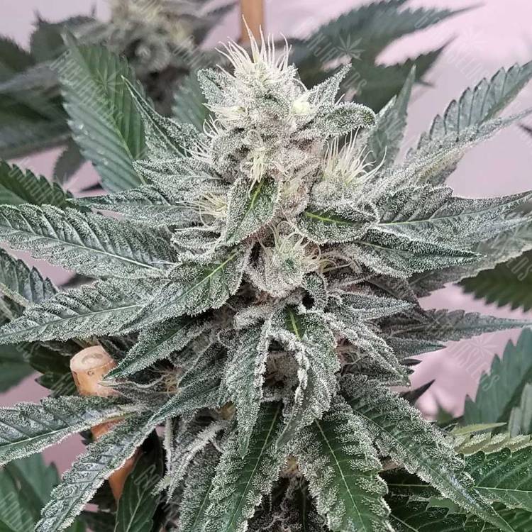 White Express feminised Breeders Community Seeds