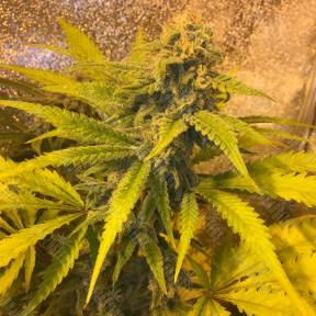 Green Poison regular Ganja Seeds