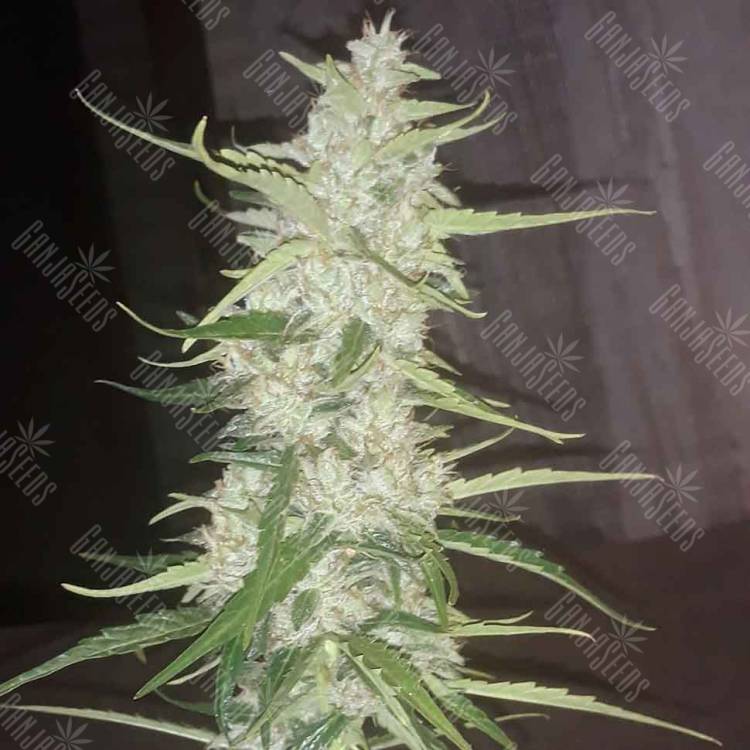 семена культурной конопли купить Auto Russian Rocket Fuel regular