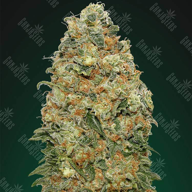 где можно заказать семена конопли White Widow feminised 00 Seeds