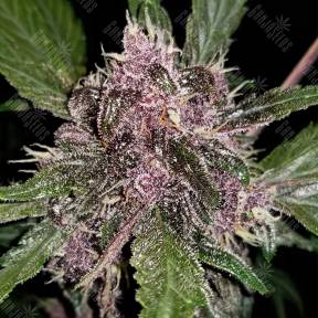 Auto Crystal Meth feminised Fast Buds